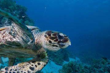 Fototapeta premium Hawksbill turtle