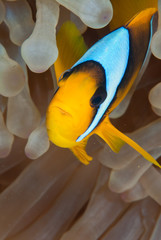Anemone fish