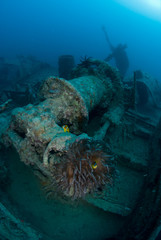 Marine life on Shipwreck