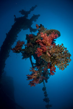 Coral growth on the mast of a shipwreck