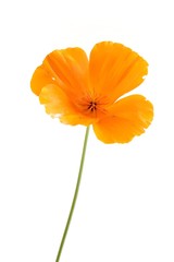 Eschscholzia californica