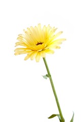 Calendula