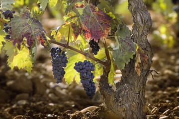 Viñedo en la Rioja