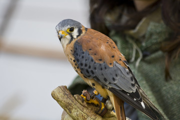 Bird of prey
