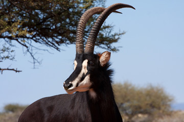 male sable antelope - 25836739