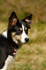 Bordercollie in der Heide