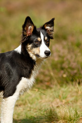 Bordercollie in der Heide