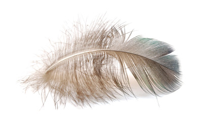 single bird feather