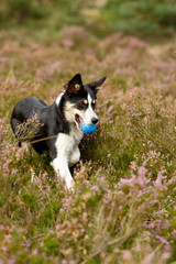 Bordercollie in der Heide