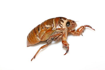 cicada