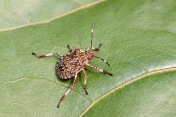 stinkbug
