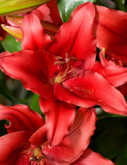 Close-up of red Lily from Keukenhof park