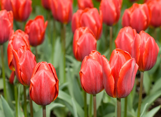 Close-up of red Dutch tulips flowerbed