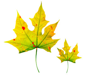 Autumnal leaves