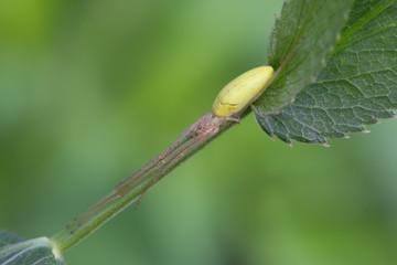 yellow long-legs spider