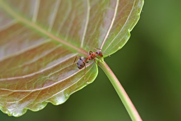 ants on the green leaf