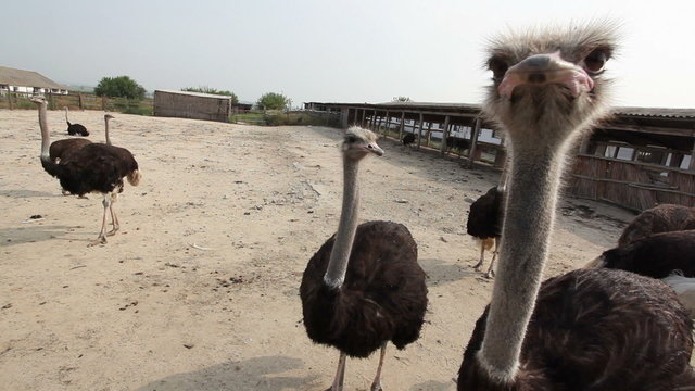 Ostrich's farm