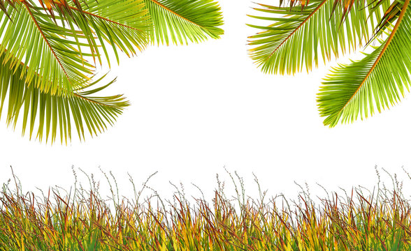 Feuilles de palmier et herbe colorée