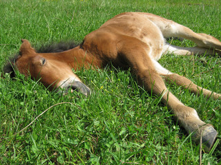 Sleeping Horse_2