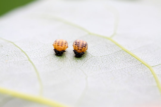 ladybug larvae