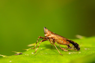 homoptera insects