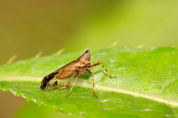 homoptera insects