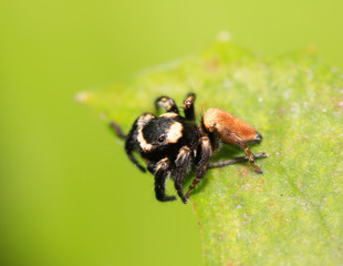 spider