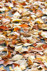 Obraz premium autumn leaves