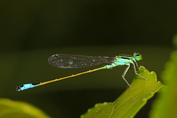 damselflies