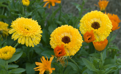colorful spring flower garden bright golden yellow calendula
