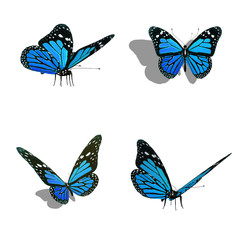 butterfly collection, different views