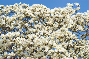 満開のハクモクレンの花