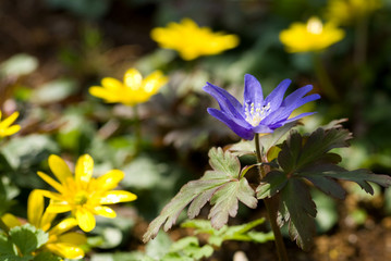 キクザキイチゲとヒメリュウキンカの花