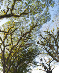 Textures of Bearded Mossman Trees, Australia