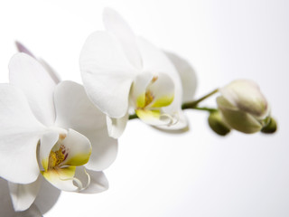Naklejka na ściany i meble Białe orchidee