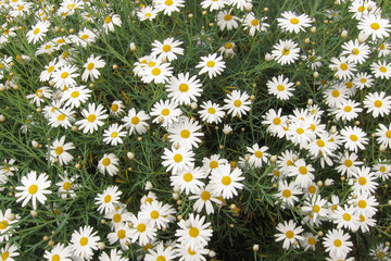 Background with field of daisywheel
