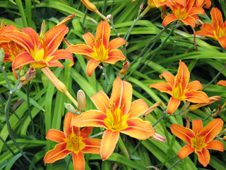 Background with set of lilies