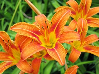 Background with set of lilies