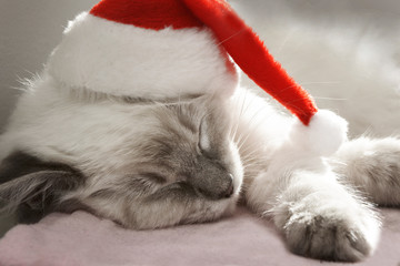 cute santa kitten