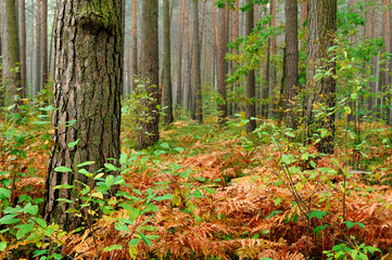 Prehistoric forest