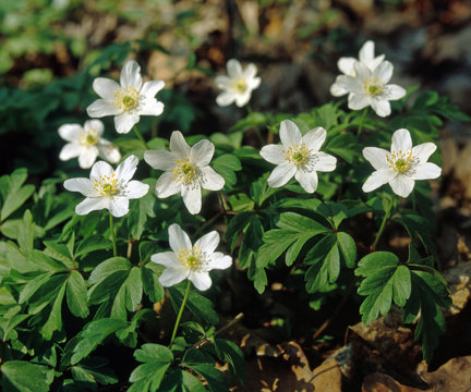 Buschwindr&ouml;s_211146