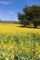 Arbre dans une prairie de fleurs jaunes