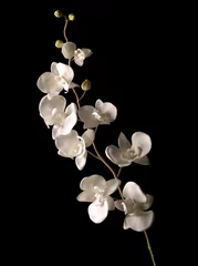 Stickers pour porte Orchidée orchidée blanche isolée sur fond noir