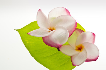 Frangipani/Plumeria flower