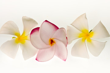 Frangipani/Plumeria flower