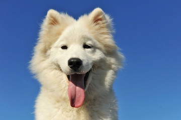 chiot samoyède