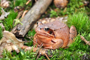 Kröte im Wald