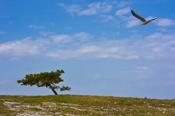 Seagull and pine tree