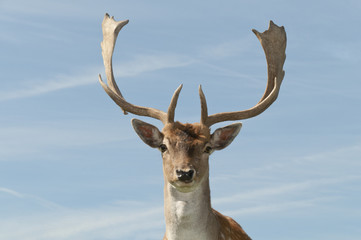 stolzer Damhirsch