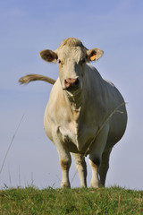 vache frontale
